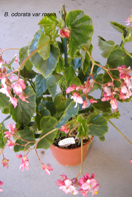 B. ‘odorata Rosea ’